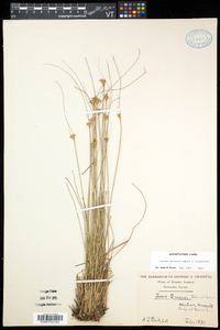 Juncus greenei image