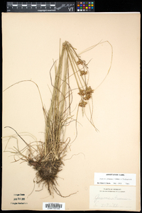 Juncus greenei image