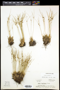 Juncus trifidus image