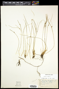 Juncus trifidus image