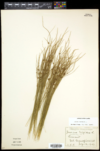 Juncus trifidus image