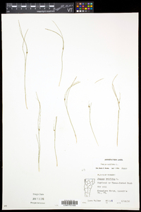 Juncus trifidus image