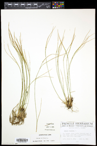 Juncus trifidus image