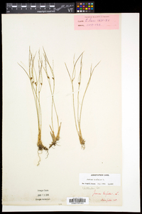 Juncus trifidus image