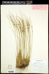 Juncus trifidus image