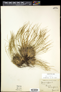 Juncus trifidus image