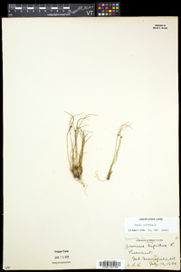 Juncus trifidus image