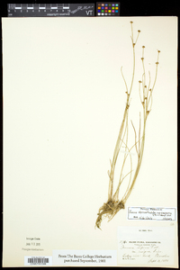 Juncus alpinoarticulatus image