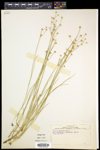 Juncus alpinoarticulatus subsp. americanus image