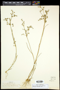 Juncus articulatus image