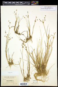 Juncus articulatus image