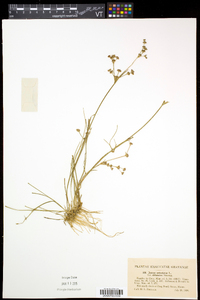 Juncus articulatus image