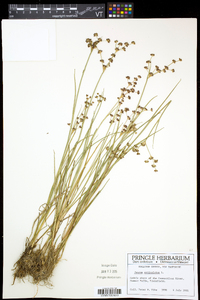 Juncus articulatus image