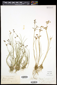 Juncus articulatus image