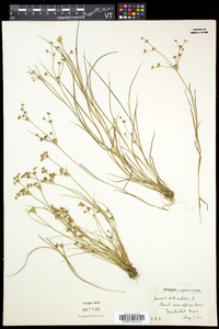 Juncus articulatus image