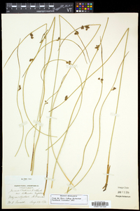 Juncus balticus subsp. littoralis image