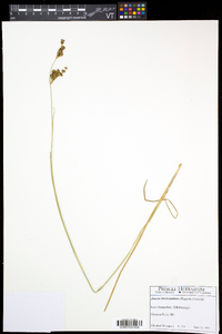 Juncus brevicaudatus image