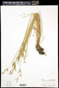 Juncus brevicaudatus image