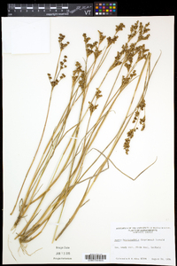 Juncus brevicaudatus image