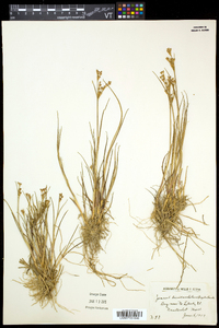 Juncus brevicaudatus image