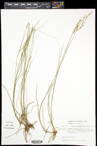 Juncus brevicaudatus image