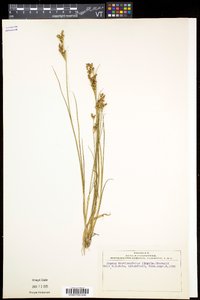 Juncus brevicaudatus image