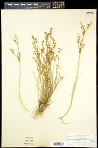 Juncus brevicaudatus image