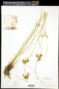 Juncus pylaei image