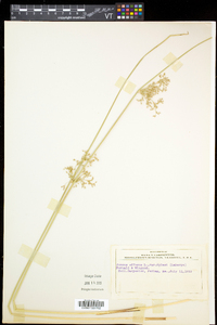 Juncus pylaei image