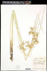 Juncus effusus var. solutus image