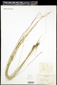 Juncus filiformis image