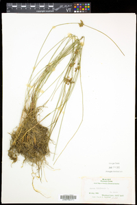 Juncus filiformis image