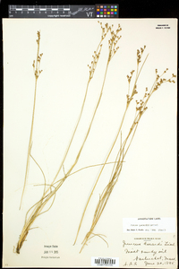 Juncus gerardii image