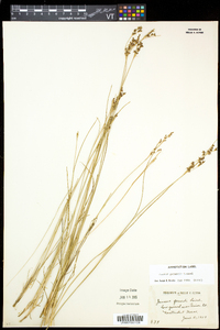 Juncus gerardii image