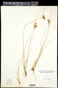 Juncus greenei image