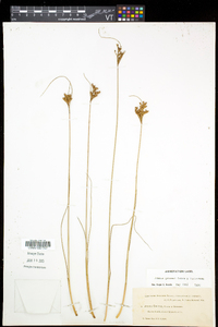 Juncus greenei image