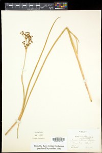 Juncus militaris image