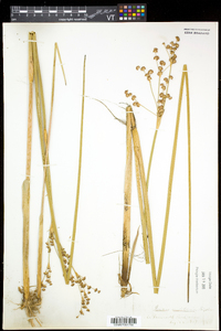 Juncus militaris image