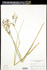 Juncus militaris image