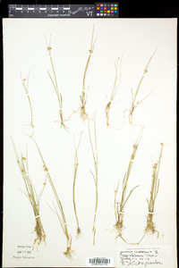 Juncus nodosus image