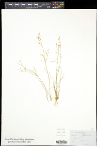 Juncus pelocarpus image