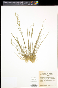 Juncus pelocarpus image