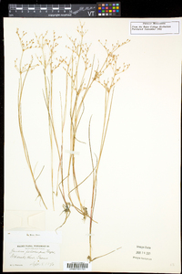 Juncus pelocarpus image