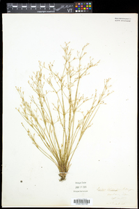 Juncus pelocarpus image