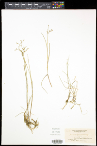 Juncus pelocarpus image