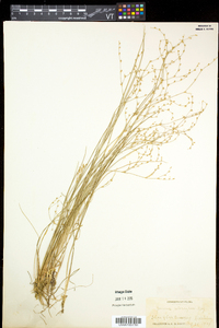 Juncus pelocarpus image