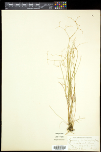 Juncus pelocarpus image