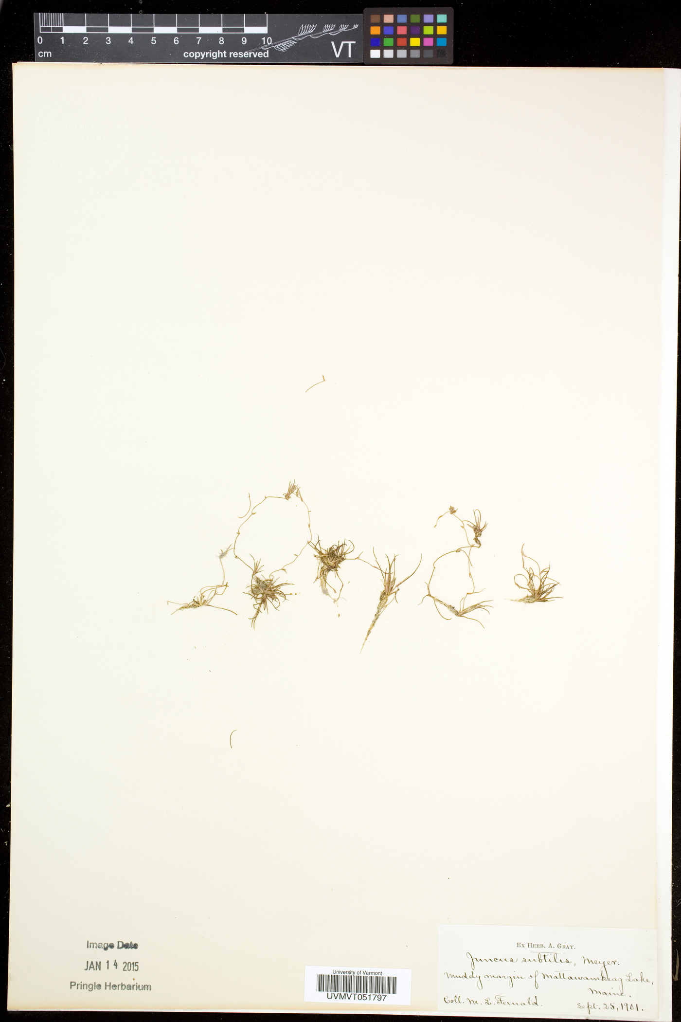 Juncus subtilis image