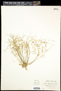 Juncus pelocarpus image