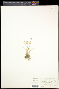 Juncus pelocarpus image